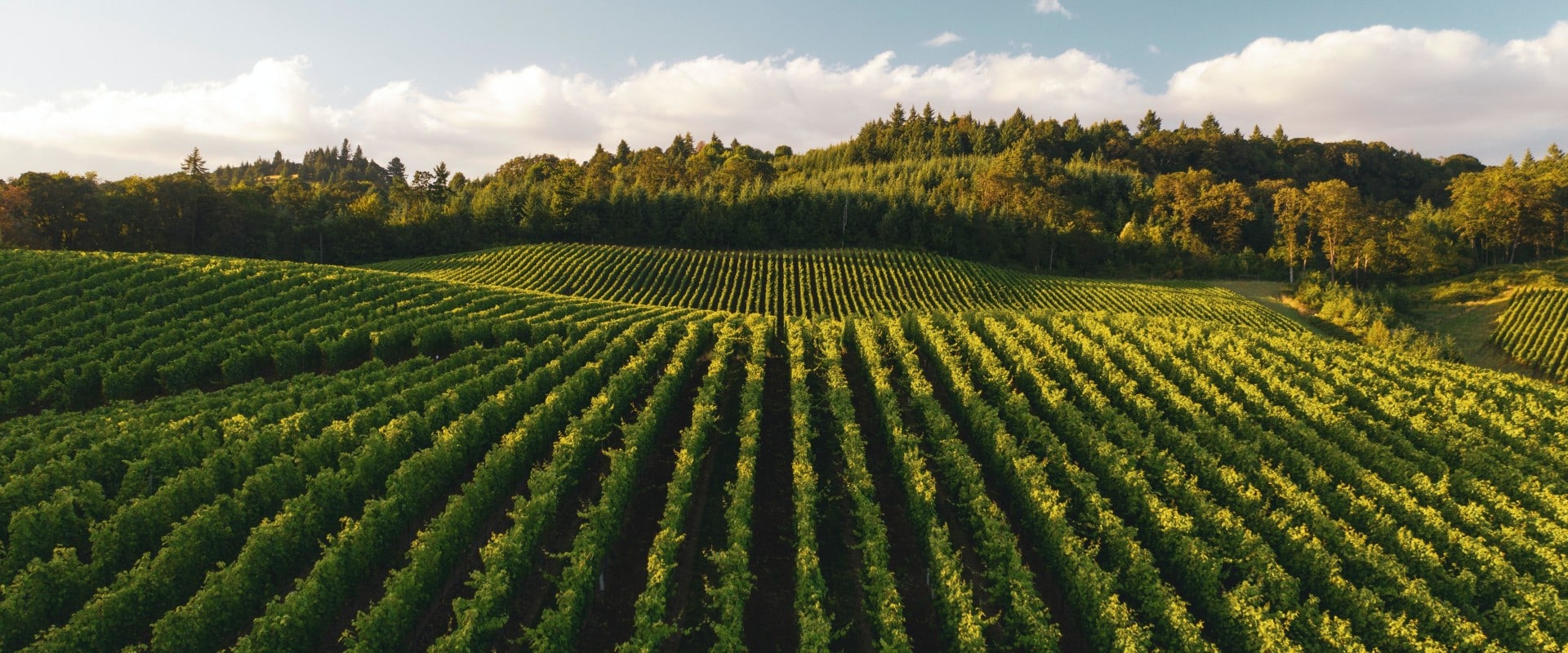 Exploring the Top Wine-Producing States in the United States