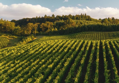 Exploring the Top Wine-Producing States in the United States